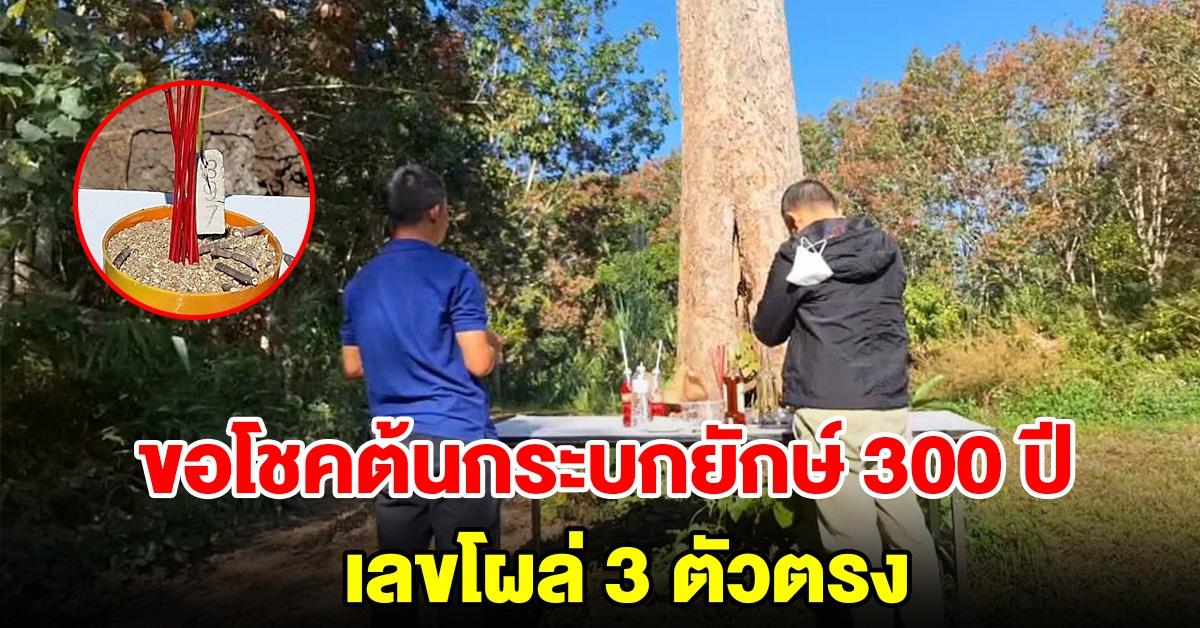 ขอโชคต้นกระบกยักษ์ โบราณอายุ 300 ปี เลขโผล่ 3 ตัวตรง