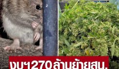 ของบฯ 270 ล้านย้ายสน. หลังประสบปัญหา “หนูกินกัญชา” ของกลางจนเคลิ้ม (คลิป)