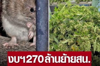 ของบฯ 270 ล้านย้ายสน. หลังประสบปัญหา “หนูกินกัญชา” ของกลางจนเคลิ้ม (คลิป)