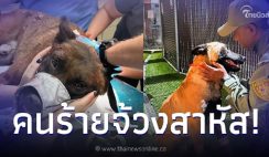 สุนัข K9 ผู้กล้า กระโดดสวบคนร้าย ปกป้องคนบริสุทธิ์ แต่กลับโดนโจรจ้วงสวน