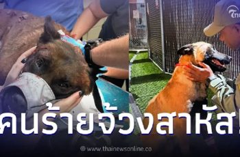 สุนัข K9 ผู้กล้า กระโดดสวบคนร้าย ปกป้องคนบริสุทธิ์ แต่กลับโดนโจรจ้วงสวน