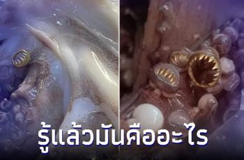 สาวงงเจอวงแหวนฟันสีทองในหนวดปลาหมึก มันคืออะไร ล่าสุดได้คำตอบแล้ว