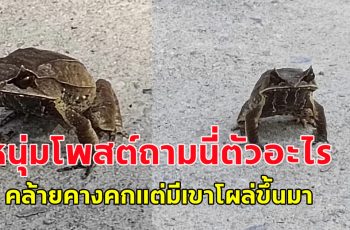 หนุ่มโพสต์ นี่ตัวอะไร คล้ายคางคกแต่มีเขาโผล่ออกมา