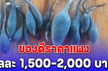 น้ำเต้าดิน ขายได้โลละ 1,500-2,000 บาท เจ้าของร้านกาแฟบอก ใครอยากได้มาขุดเลย