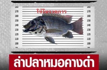 จันทบุรี ประกาศจับตาย ‘ปลาหมอคางดำ’ จัดแข่งล่า-ทำอาหาร ชิงเงินรางวัล…