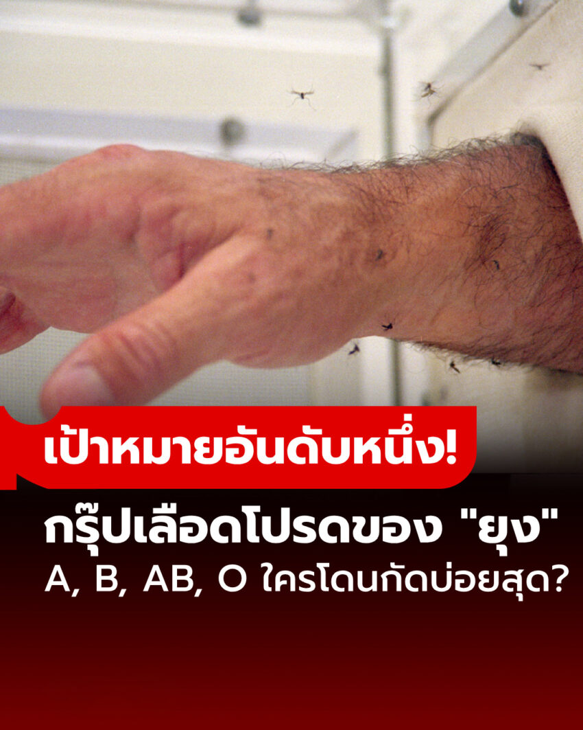 เฉลยแล้ว: ยุงชอบกัดคนที่มีเลือดกรุ๊ปอะไรมากที่สุด? และเพราะอะไรถึงเป็นกรุ๊ปนี้?