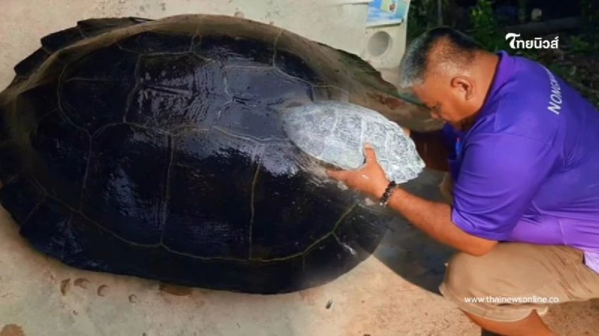 เต่ายักษ์นำโชคหวนคืน ชาวบ้านเชื่อจะมีโชคเหมือนเมื่อ 5 ปีก่อน