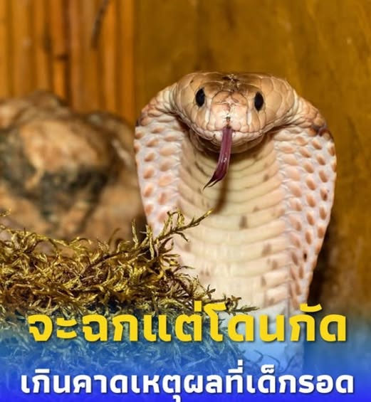 ด.ช. 2 ขวบปาอิฐใส่งู จนจะโดนฉก ชิงจังหวะกัดก่อน สุดท้ายตายคาปาก